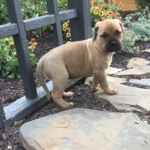 Friendly Bullmastiff Puppies available