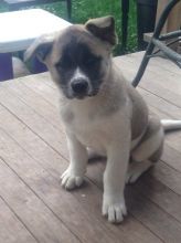 Healthy Akita Inu Puppies for Rehoming