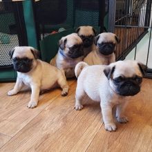 Joyful lovely Male and Female Pug Puppies for adoption