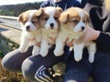 Pembroke Welsh Corgi Puppies Available