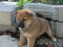 Shiba Inu Puppies now available