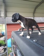 Wonderful lovely Male and Female Boxer Puppies for adoption