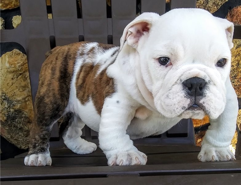 Adorable lovely Male and Female English Bulldog Puppies for adoption Image eClassifieds4u