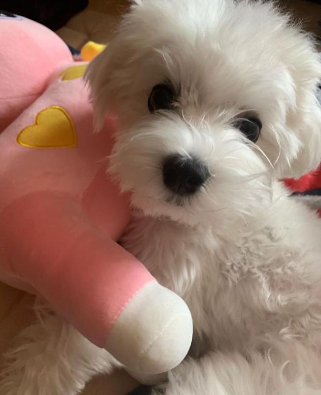 Cut loving and adorable male and female Pitbull puppies for adoption Image eClassifieds4u