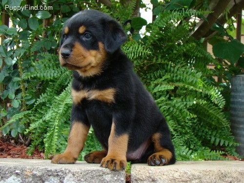 Intelligent Rottweiler puppies available Image eClassifieds4u