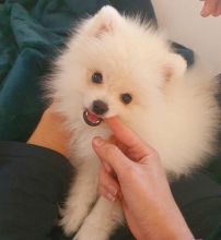 cute pomeranian for adoption