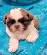 A stunning, imperial, female Shih Tzu!