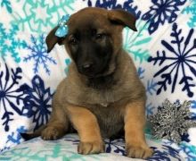 aDFGTHN Haas Belgian Malinois Puppies