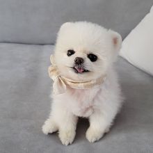 Adorable Pomeranian Puppies For Adoption