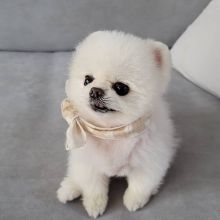 Adorable Pomeranian Puppies For Adoption