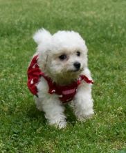 Affectionate Bichon Frise Puppies For Adoption