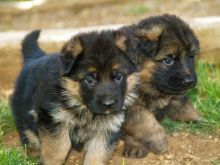 asfry5 German shepherd puppies