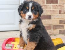 Bernese Mountain puppies Adorable male and female puppies available