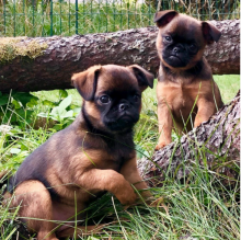 Bruxellois Griffon puppies