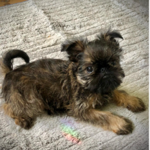 Bruxellois Griffon puppies available