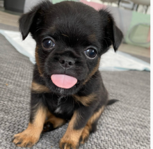 Bruxellois Griffon puppies available near me