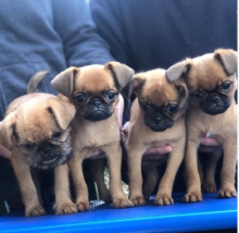 Bruxellois Griffon puppies available near me