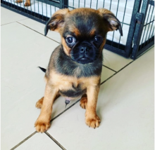 Bruxellois Griffon puppies available near me