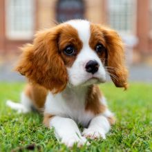 Cavalier King Charles Spaniel~ 1st and 2nd Shots Completed