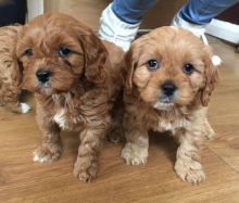 cdfhj Cavalier King Charles Spaniel Puppies