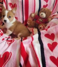 cdgg Lovely Corgi Puppies