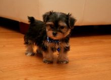 cdht adorable Yorkie terrier puppies available