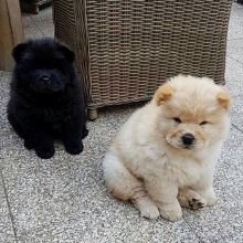 Chow Chow Puppies For Adoption