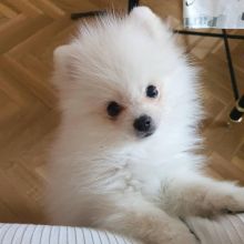 Cute T-cup Size Pomeranian puppies for Re-homing.