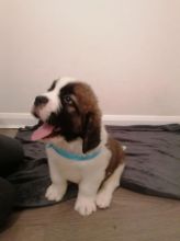 dfhtjg St Bernard puppies available