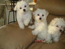fgrtj Adorable outstanding Maltese puppies For Sale