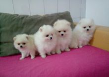 fhtuyn Pomeranian puppies