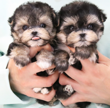 Morkie puppies available near me