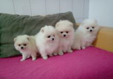 Toy pomeranian puppies