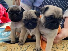 trhth puppies are pure Pugs