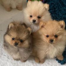 Xegrg pomeranian puppy for re-homing