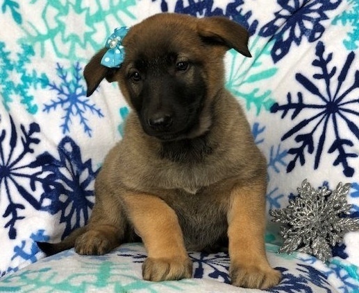 aDFGTHN Haas Belgian Malinois Puppies Image eClassifieds4u