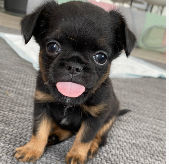 Bruxellois Griffon puppies available Image eClassifieds4u