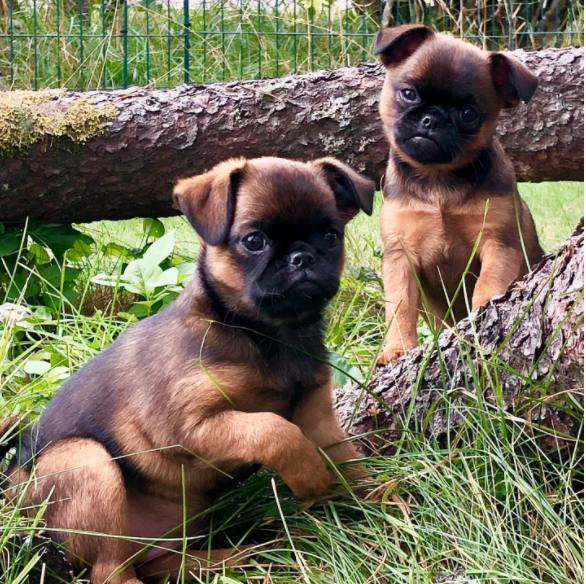 Bruxellois Griffon puppies available Image eClassifieds4u