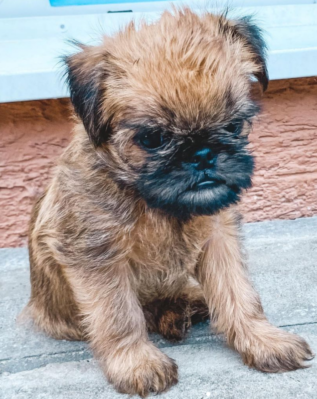 Bruxellois Griffon puppies available near me Image eClassifieds4u