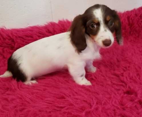 cdgg Dachshund fhg puppies available Image eClassifieds4u