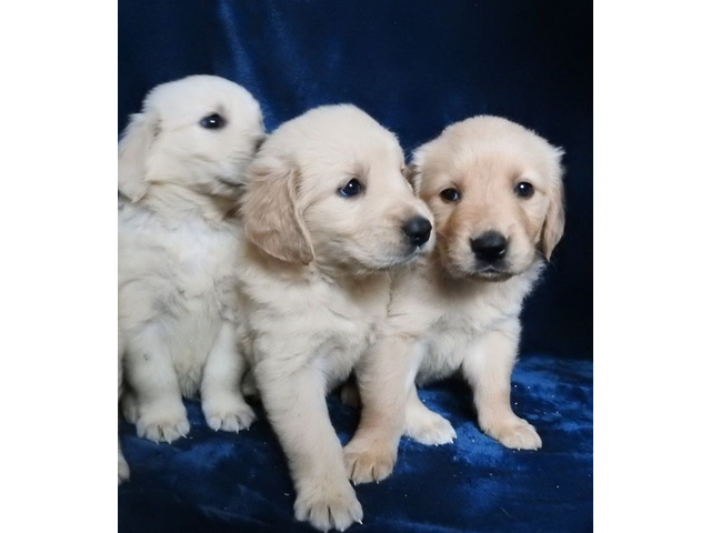 cdgth Golden Retriever Puppies Image eClassifieds4u