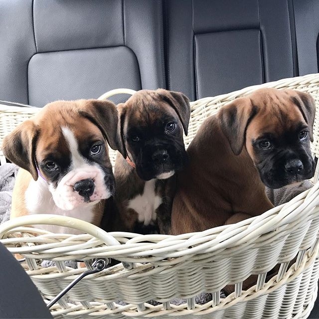 cfhg trey and Lilly adorable BOXER beautiful Image eClassifieds4u