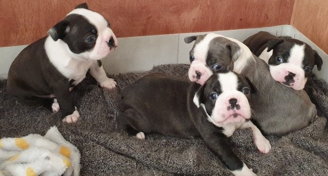 cfhtj Super adorable Boston Terrier Puppies Image eClassifieds4u