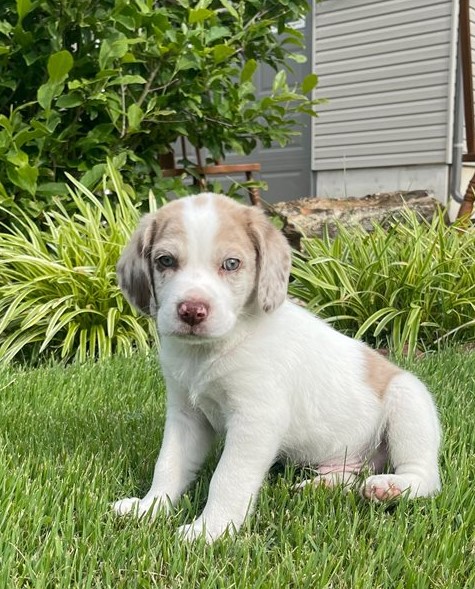 C.K.C MALE AND FEMALE BEAGLE PUPPIES AVAILABLE Image eClassifieds4u