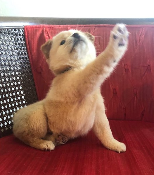 C.K.C MALE AND FEMALE SHIBA INU PUPPIES AVAILABLE Image eClassifieds4u