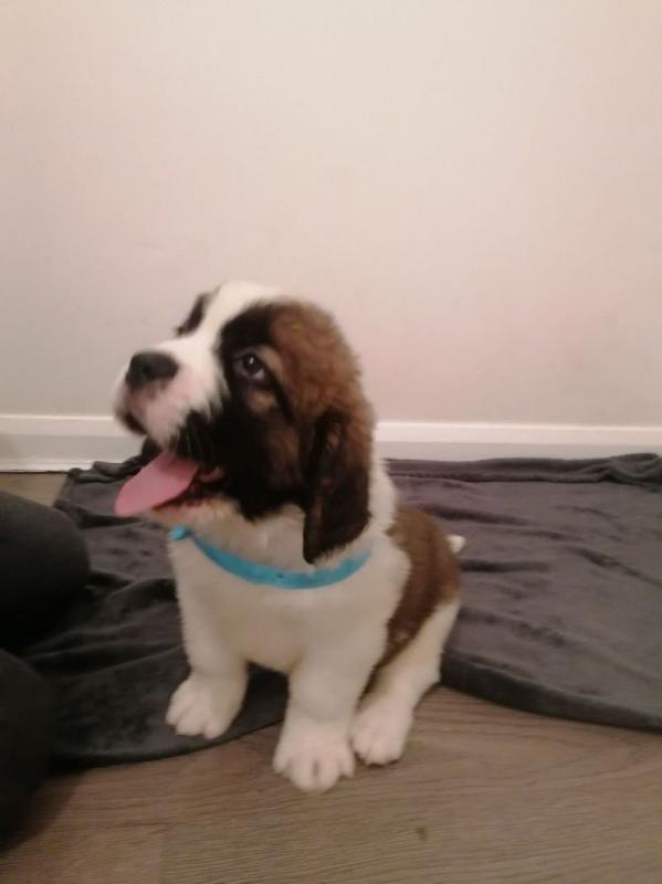 dfhtjg St Bernard puppies available Image eClassifieds4u