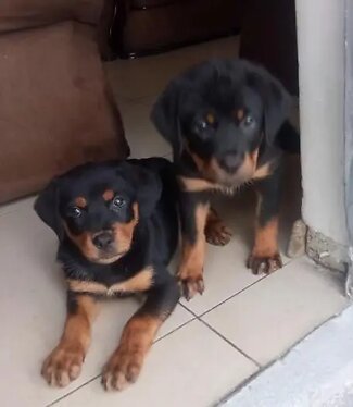 fgryrt Rottweiler pups available Image eClassifieds4u