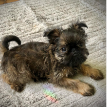 Bruxellois Griffon puppies available Image eClassifieds4u 1