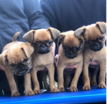 Bruxellois Griffon puppies available near me Image eClassifieds4u 1