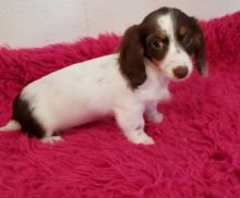 cdgg Dachshund fhg puppies available Image eClassifieds4U